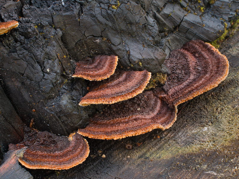 Gloeophyllum sepiarium